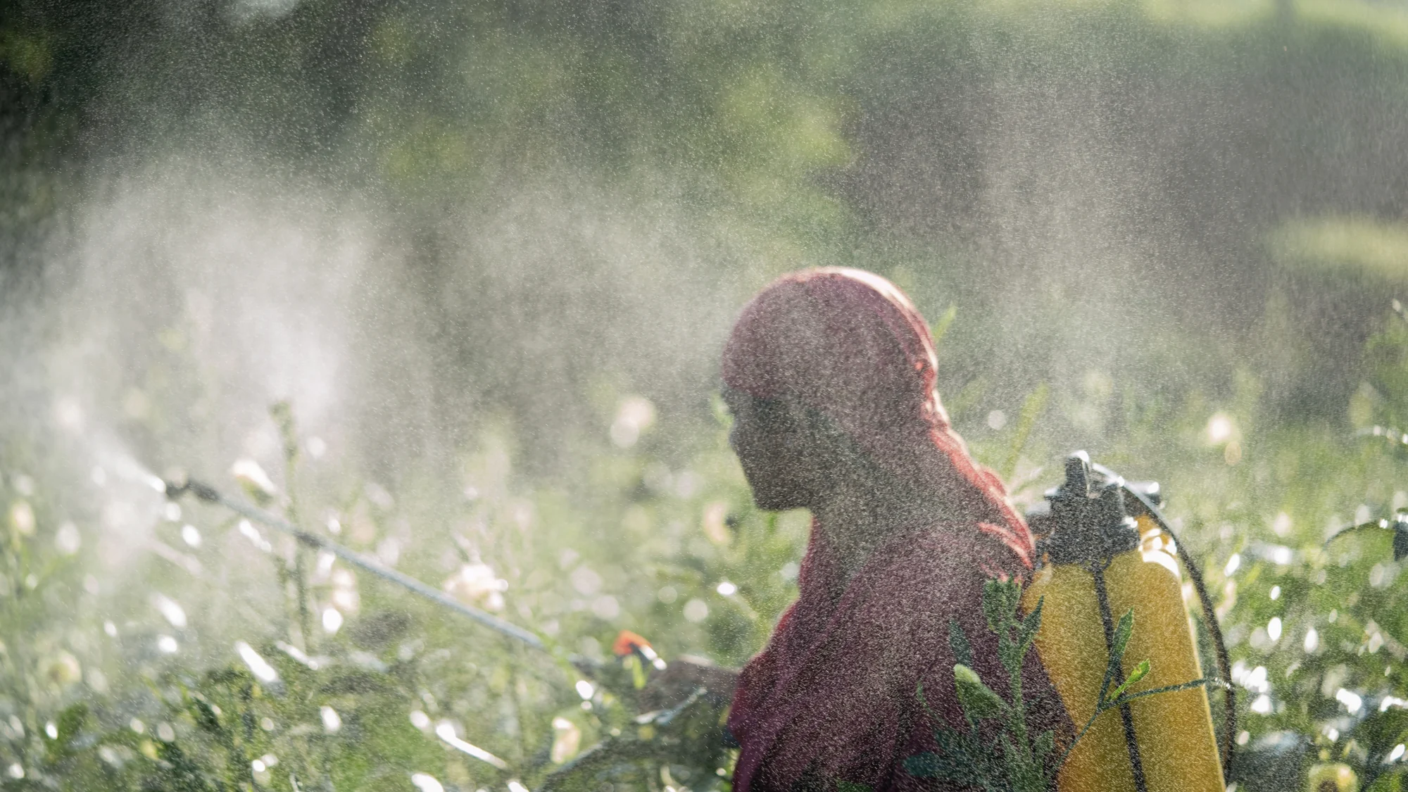 A farmer in a red sari spraying a crop through a fine mist, a yellow sprayer on her back