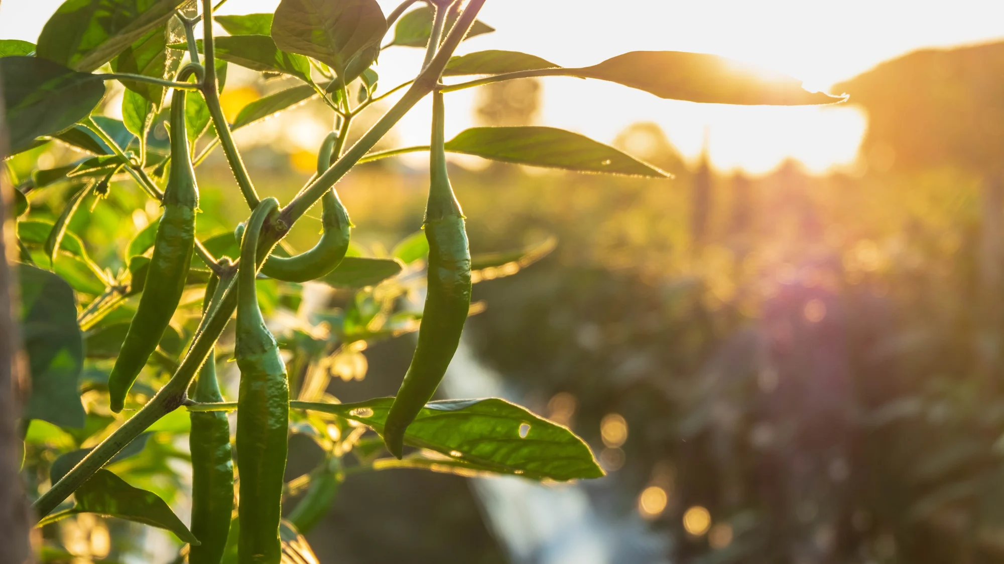 Green chillies on the plant, backlit by a low sun over a field