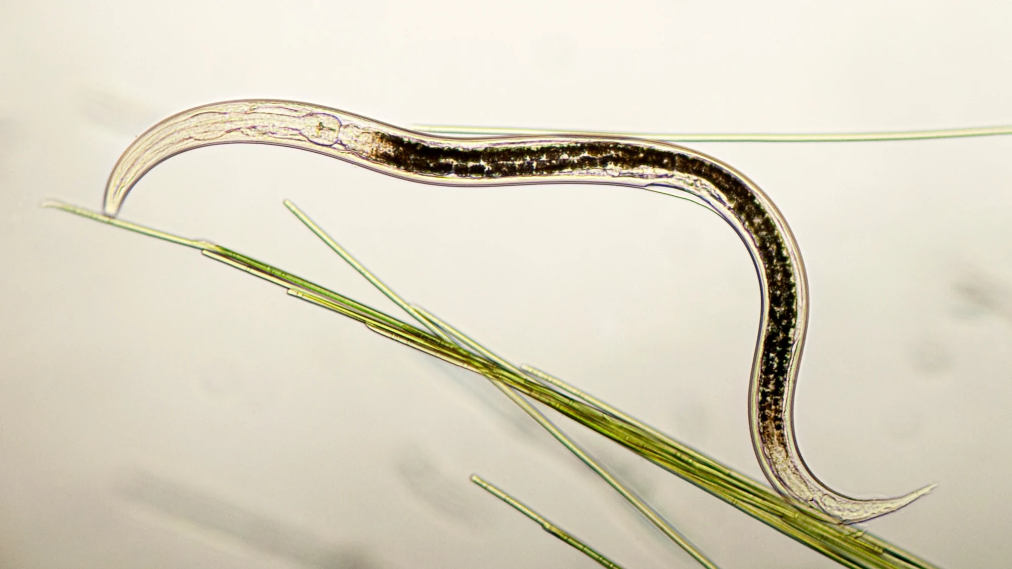 A nematode under a microscope, beside fine green plant fibres